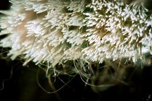 I'm suprised it didn't turn blue from the toilet bowl cleaner.